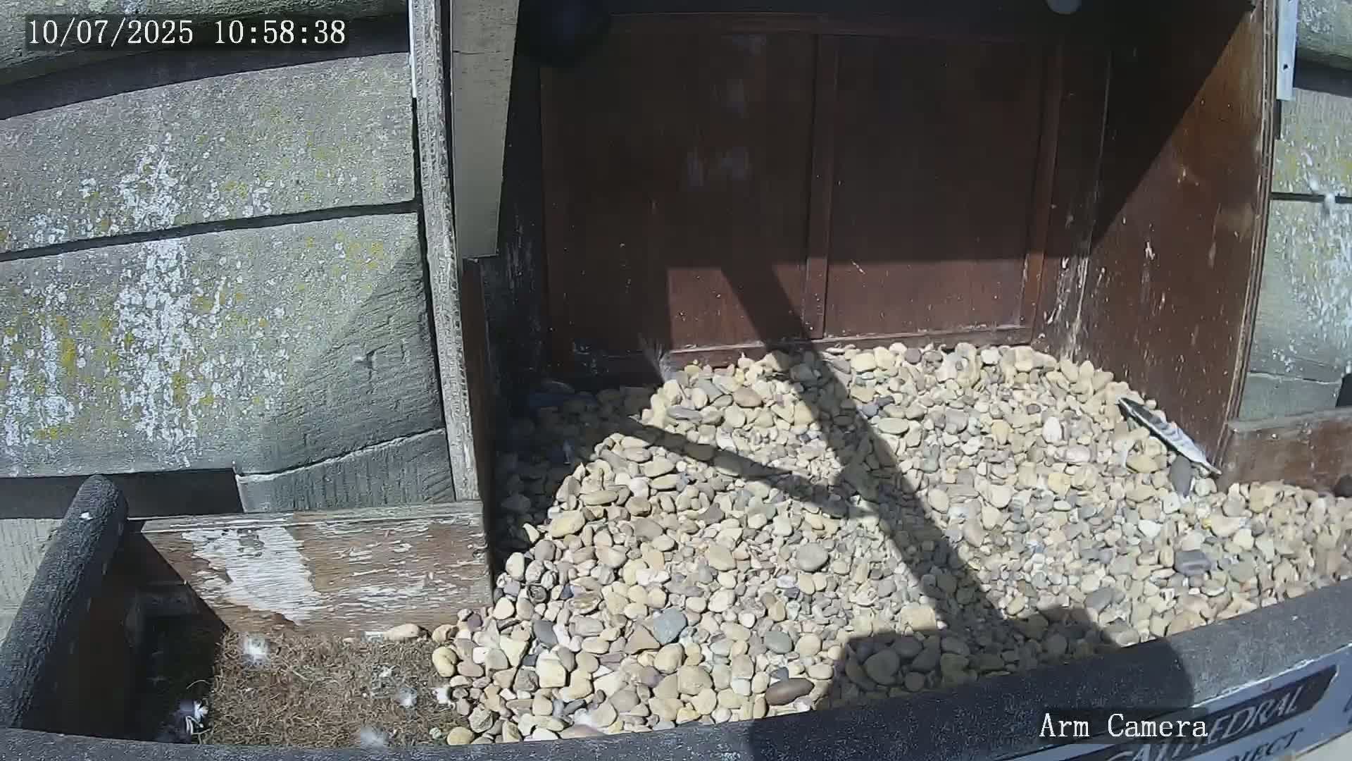 Wakefield Cathedral & Peregrine Life Project Live Cam - Wakefield, West Yorkshire, Yorkshire and the Humber, England, United Kingdom