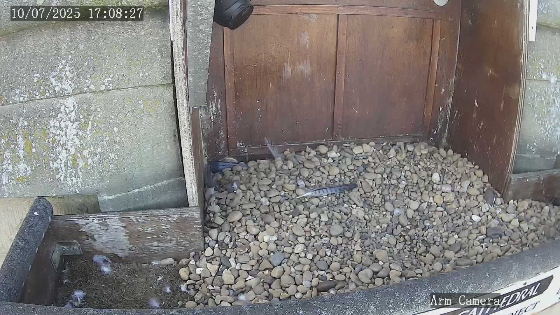 Wakefield Cathedral & Peregrine Life Project Live Cam - Wakefield, West Yorkshire, Yorkshire and the Humber, England, United Kingdom
