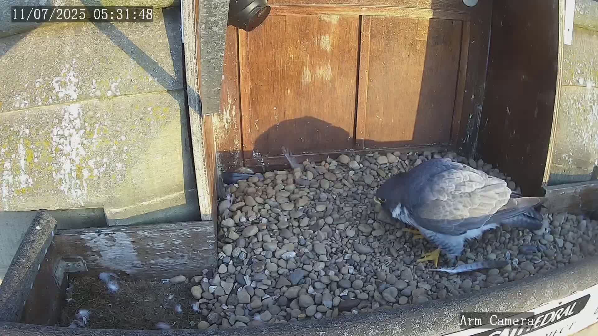 Wakefield Cathedral & Peregrine Life Project Live Cam - Wakefield, West Yorkshire, Yorkshire and the Humber, England, United Kingdom