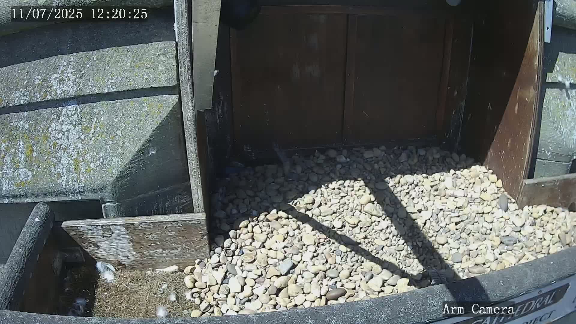 Wakefield Cathedral & Peregrine Life Project Live Cam - Wakefield, West Yorkshire, Yorkshire and the Humber, England, United Kingdom