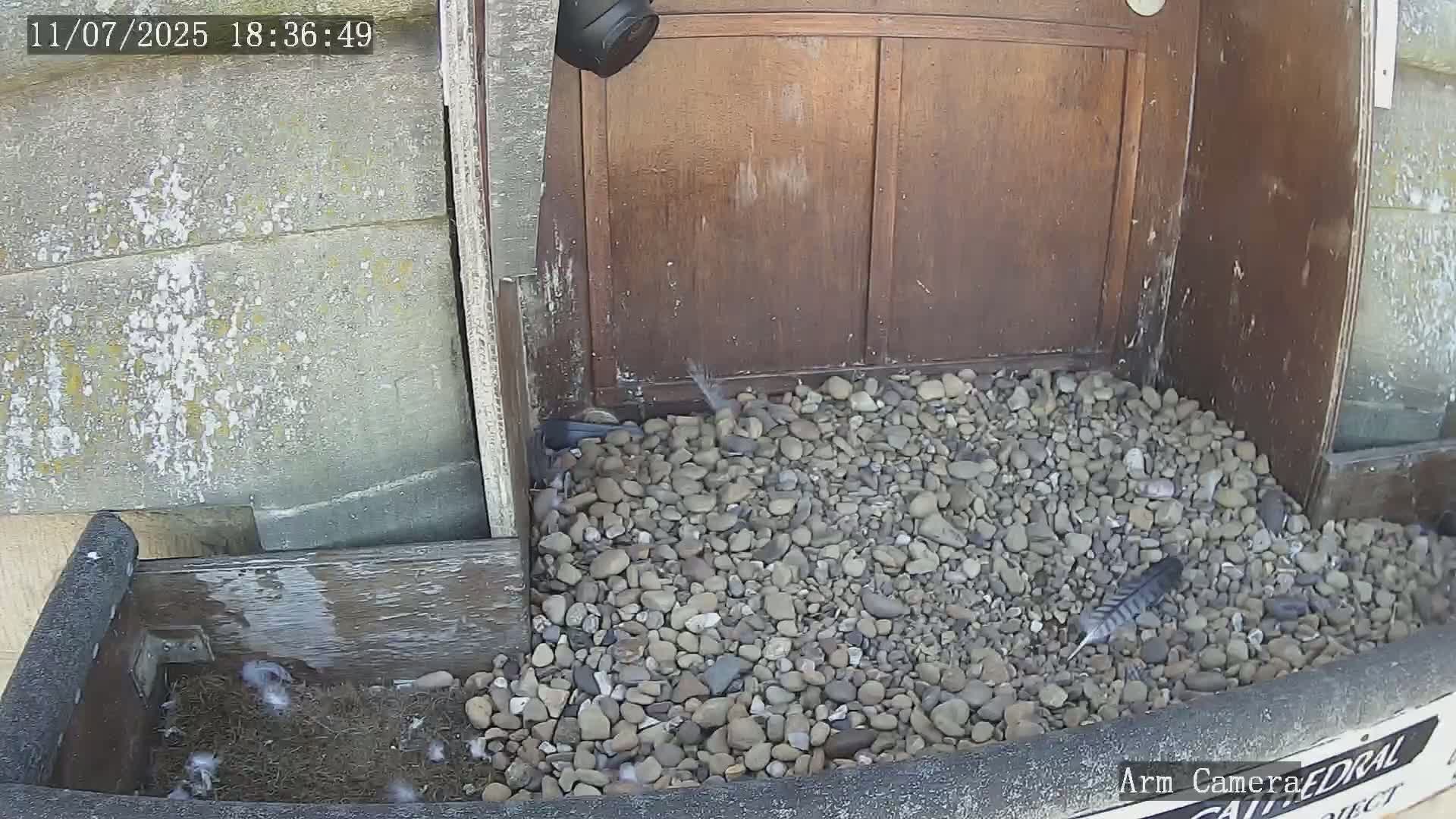 Wakefield Cathedral & Peregrine Life Project Live Cam - Wakefield, West Yorkshire, Yorkshire and the Humber, England, United Kingdom