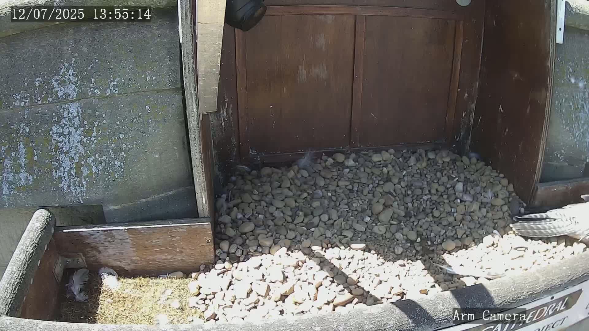 Wakefield Cathedral & Peregrine Life Project Live Cam - Wakefield, West Yorkshire, Yorkshire and the Humber, England, United Kingdom