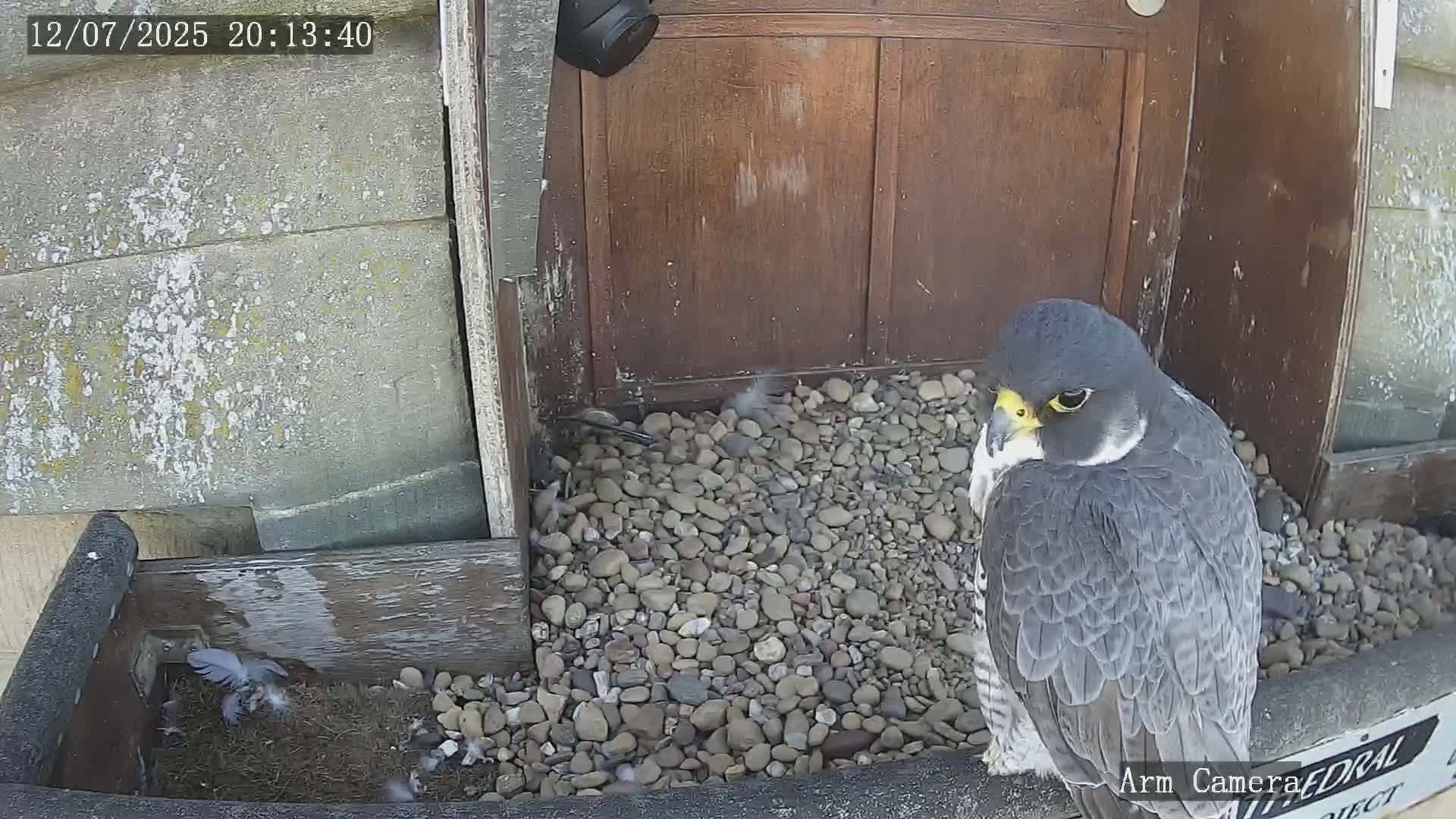 Wakefield Cathedral & Peregrine Life Project Live Cam - Wakefield, West Yorkshire, Yorkshire and the Humber, England, United Kingdom