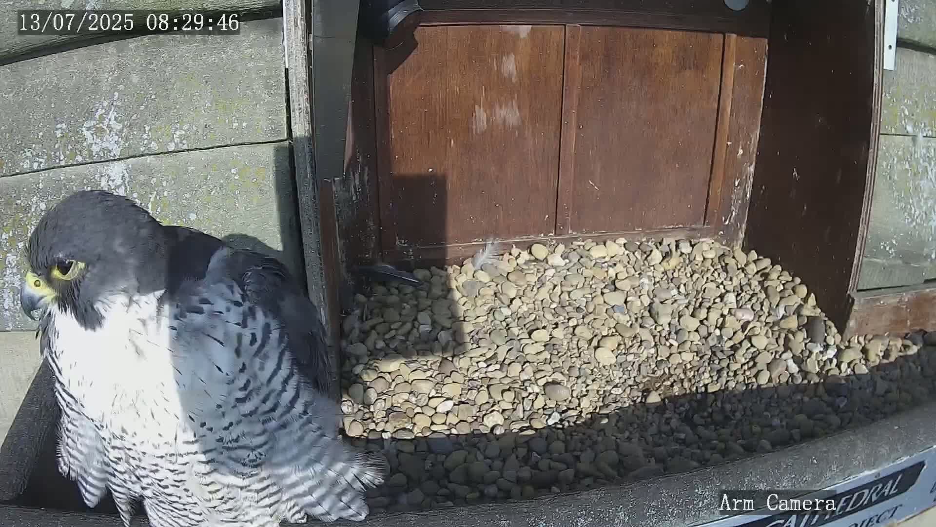 A peregrine falcon stands near a pile of small stones in bright sunlight.