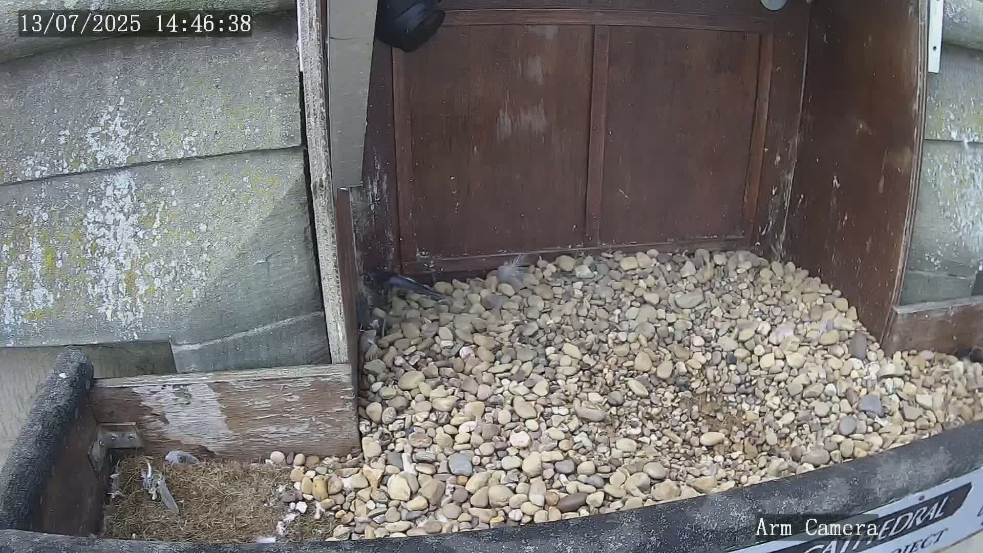 Wakefield Cathedral & Peregrine Life Project Live Cam - Wakefield, West Yorkshire, Yorkshire and the Humber, England, United Kingdom