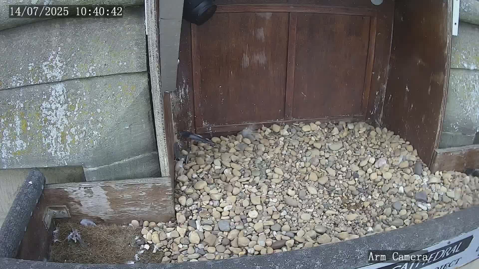 Wakefield Cathedral & Peregrine Life Project Live Cam - Wakefield, West Yorkshire, Yorkshire and the Humber, England, United Kingdom