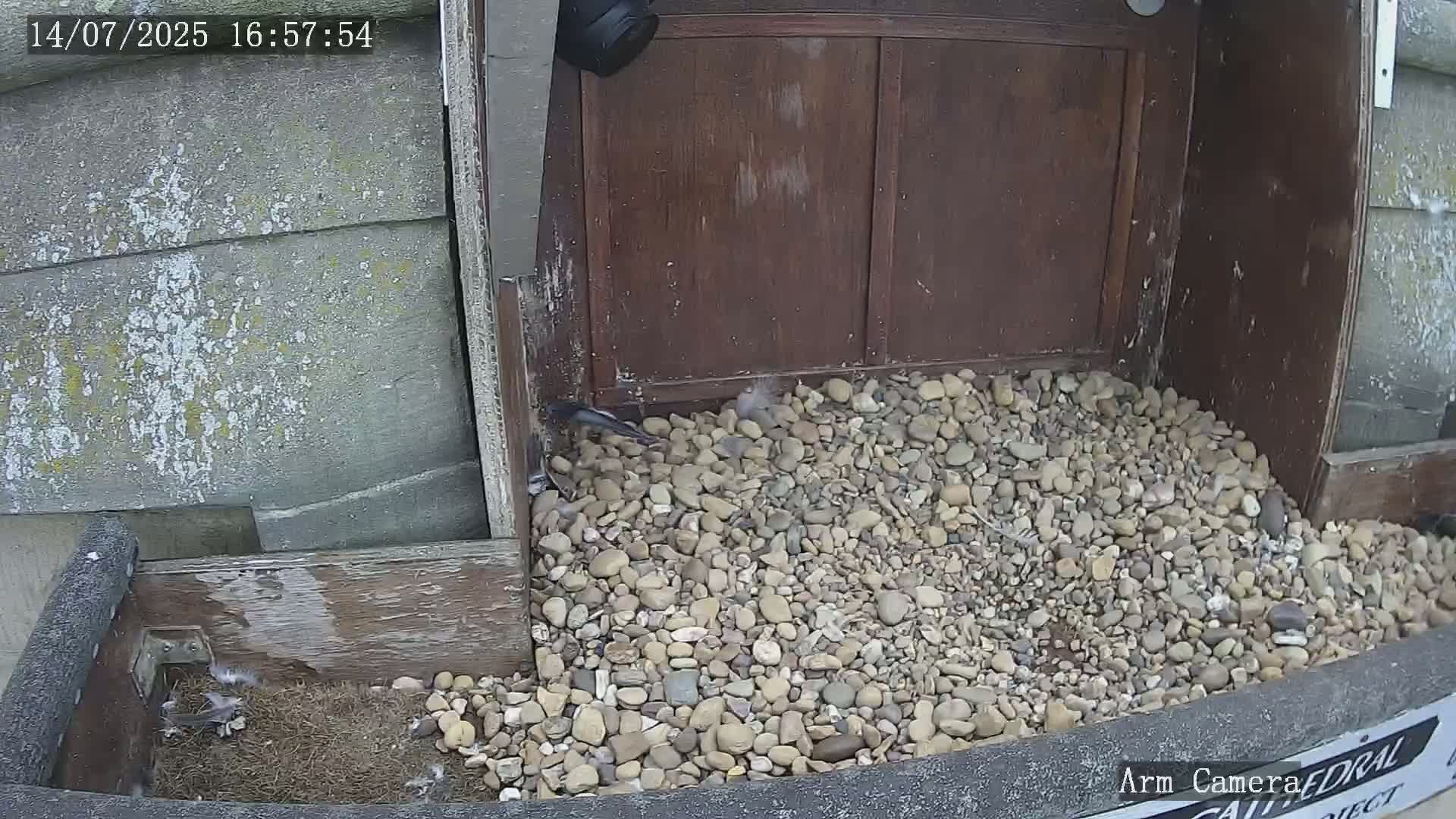 Wakefield Cathedral & Peregrine Life Project Live Cam - Wakefield, West Yorkshire, Yorkshire and the Humber, England, United Kingdom