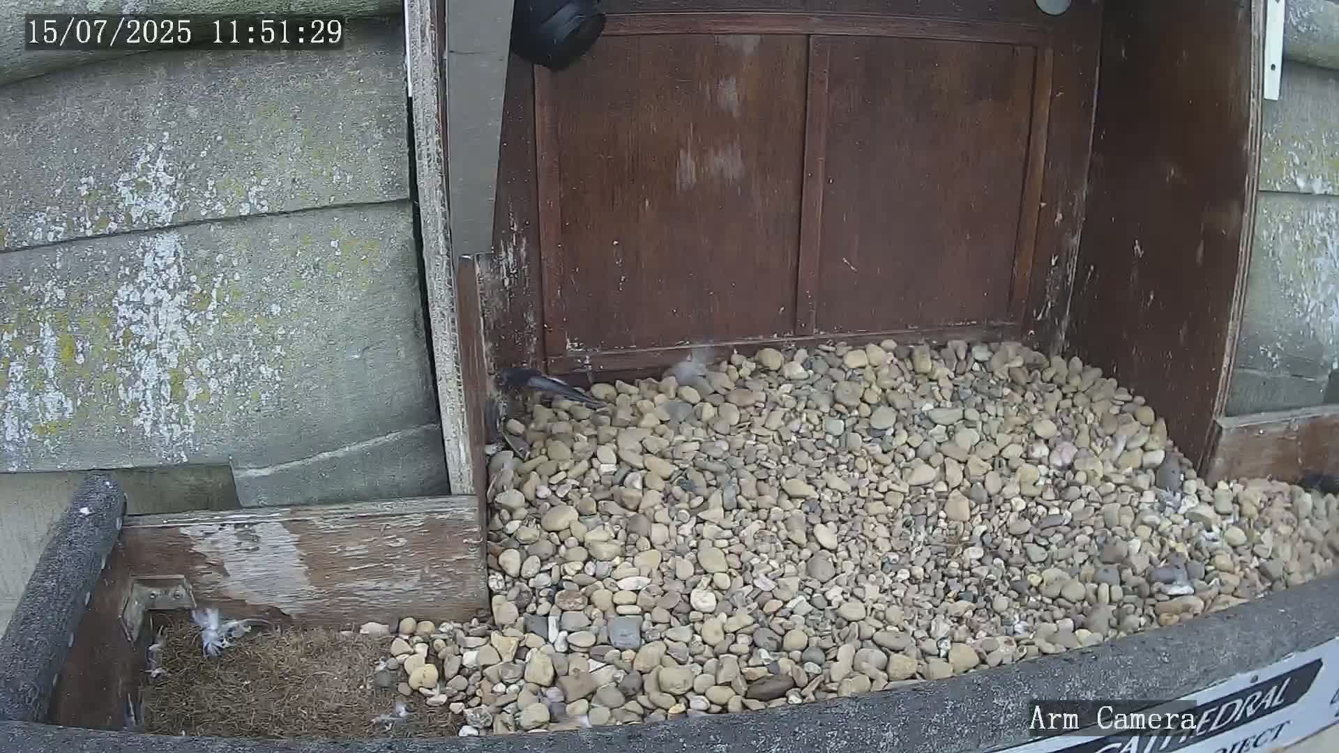 Wakefield Cathedral & Peregrine Life Project Live Cam - Wakefield, West Yorkshire, Yorkshire and the Humber, England, United Kingdom