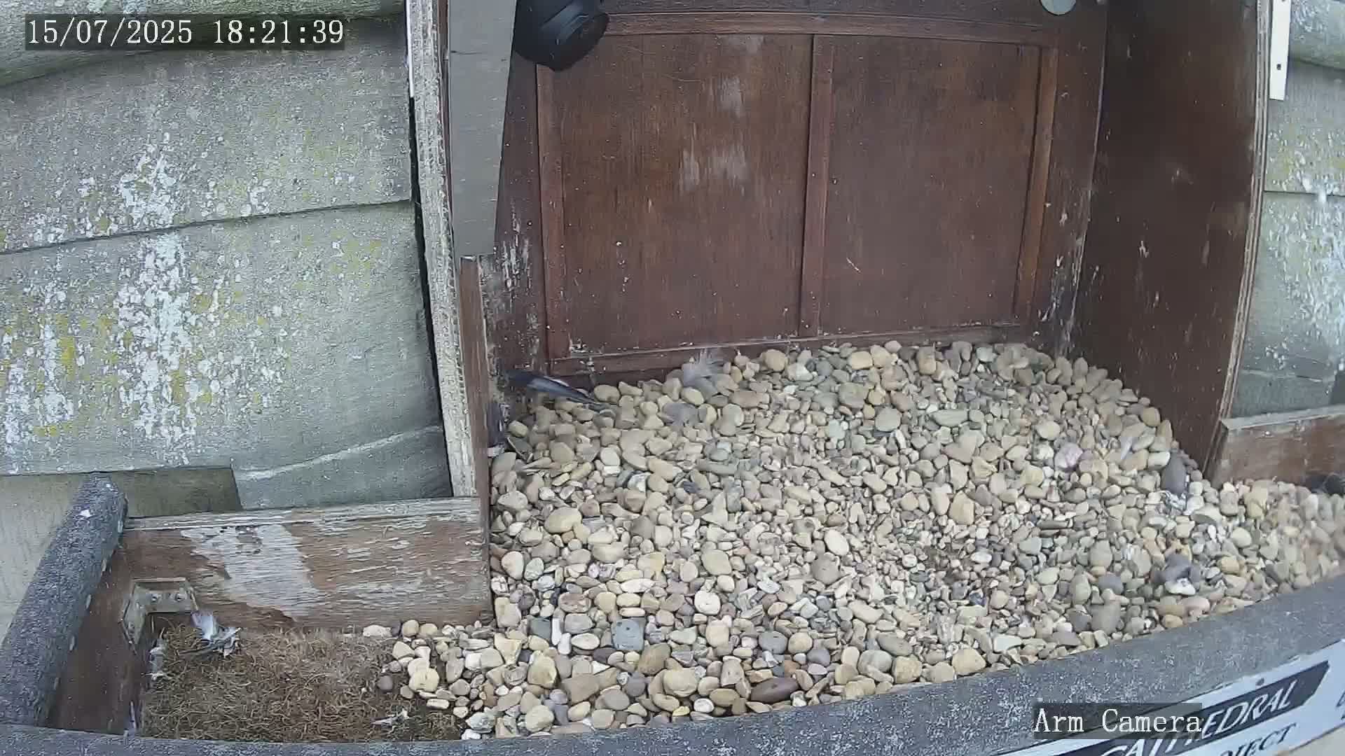 A small bird is near a pile of rocks in a wooden structure.