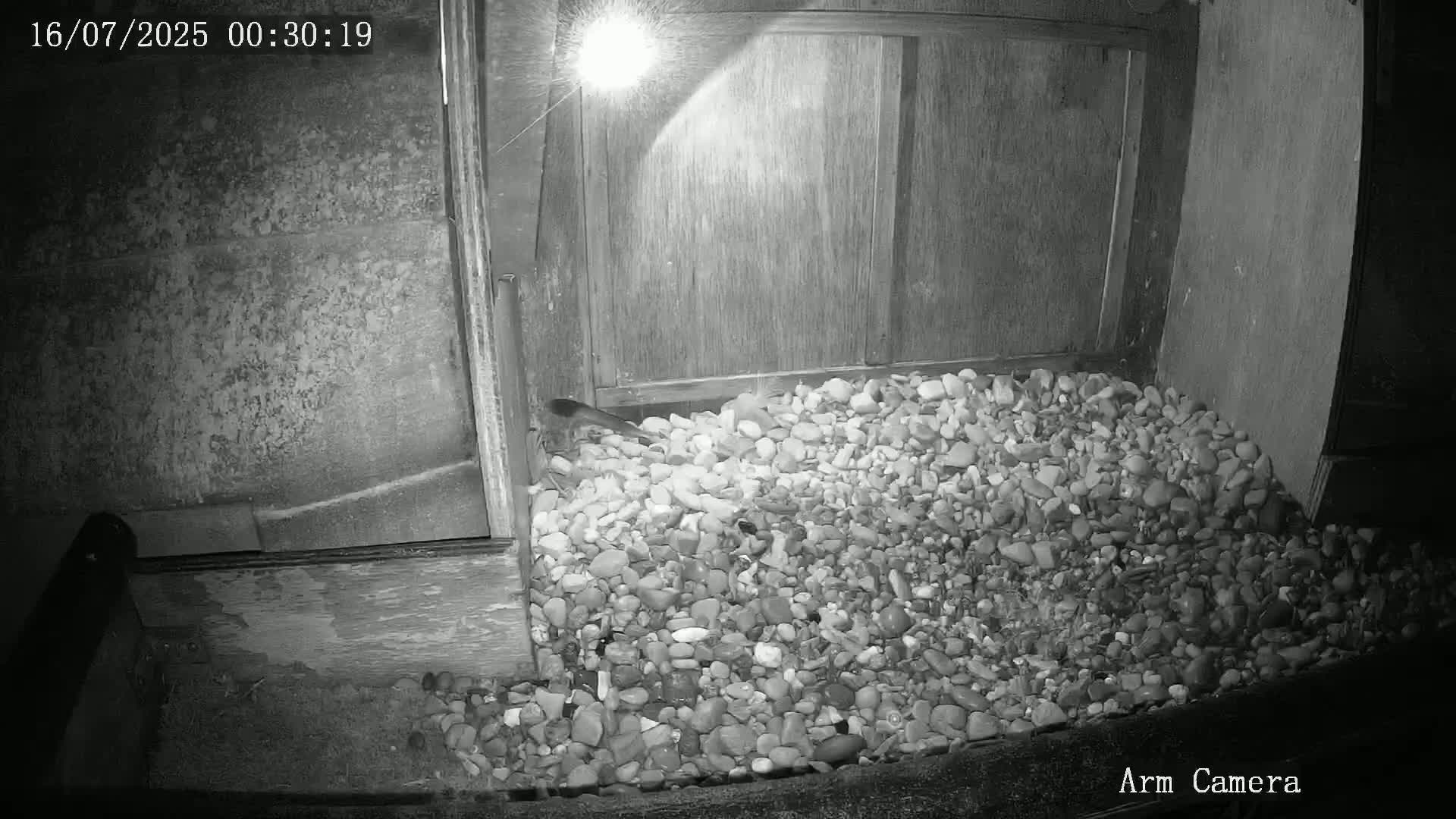 Wakefield Cathedral & Peregrine Life Project Live Cam - Wakefield, West Yorkshire, Yorkshire and the Humber, England, United Kingdom