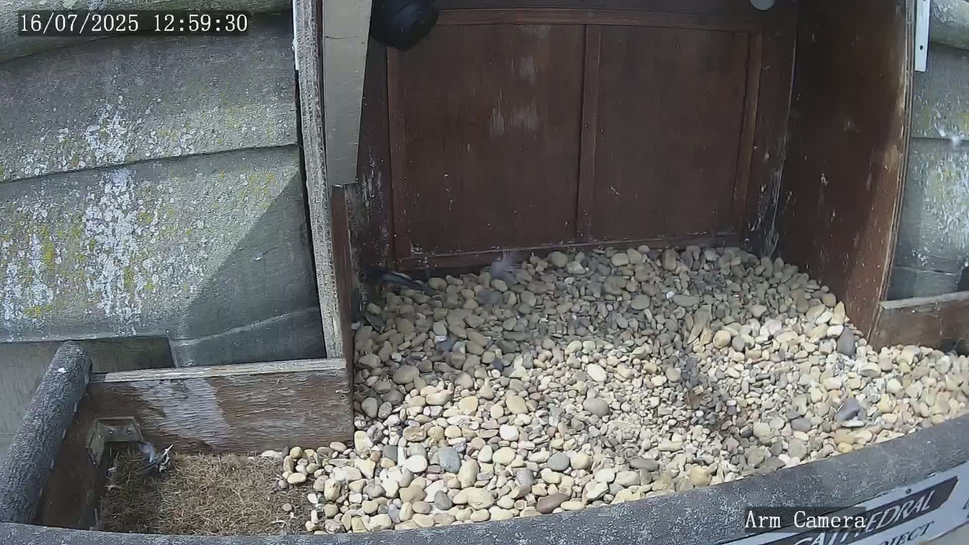 Wakefield Cathedral & Peregrine Life Project Live Cam - Wakefield, West Yorkshire, Yorkshire and the Humber, England, United Kingdom