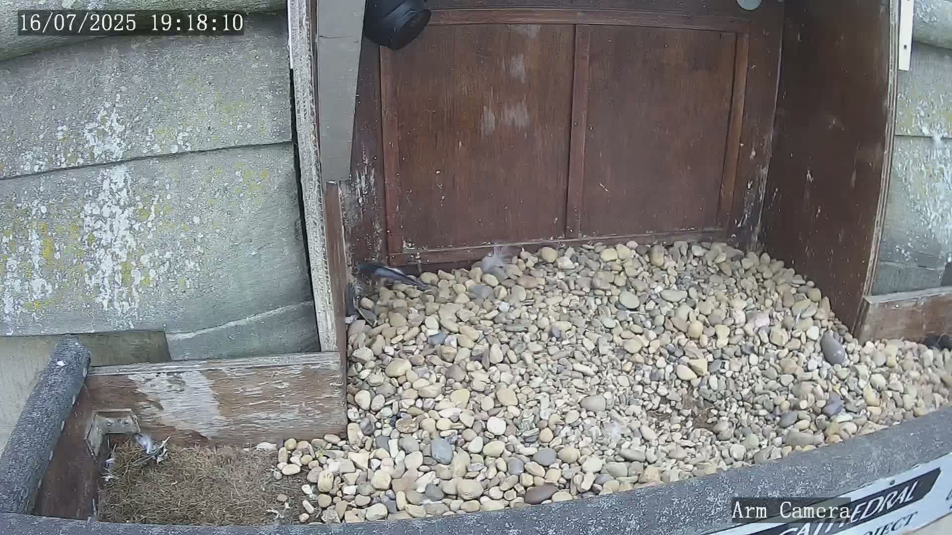 Wakefield Cathedral & Peregrine Life Project Live Cam - Wakefield, West Yorkshire, Yorkshire and the Humber, England, United Kingdom