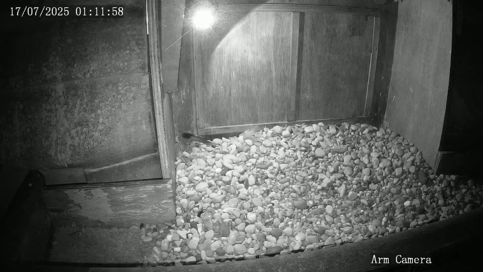 Wakefield Cathedral & Peregrine Life Project Live Cam - Wakefield, West Yorkshire, Yorkshire and the Humber, England, United Kingdom