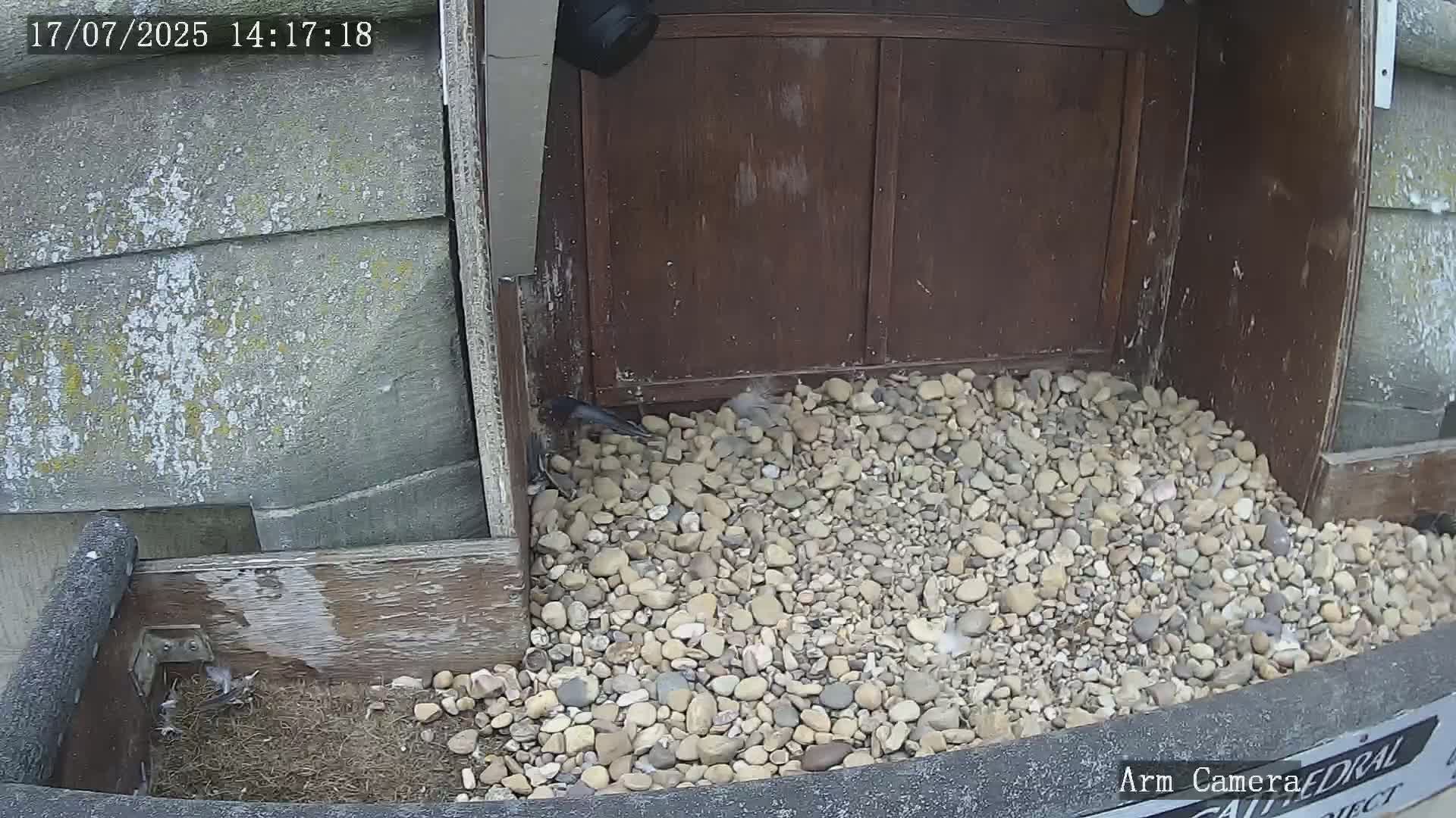 Wakefield Cathedral & Peregrine Life Project Live Cam - Wakefield, West Yorkshire, Yorkshire and the Humber, England, United Kingdom