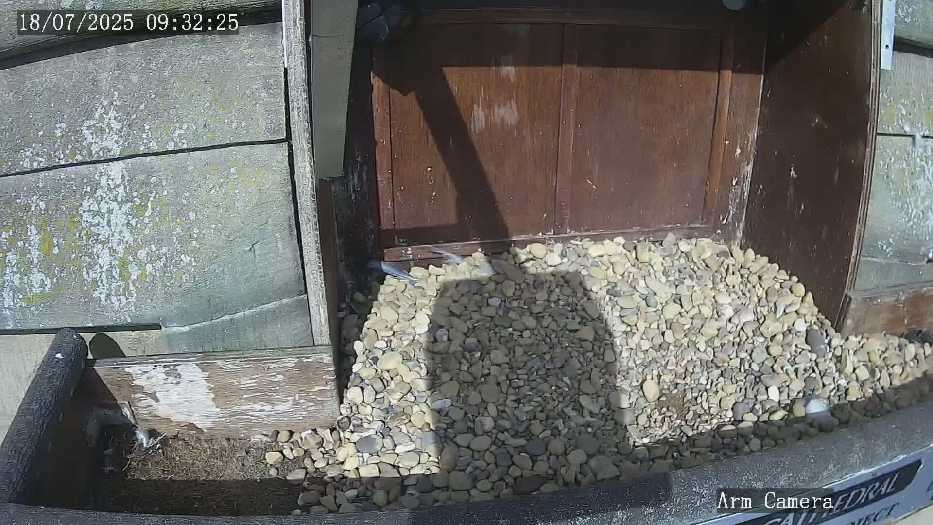 Wakefield Cathedral & Peregrine Life Project Live Cam - Wakefield, West Yorkshire, Yorkshire and the Humber, England, United Kingdom