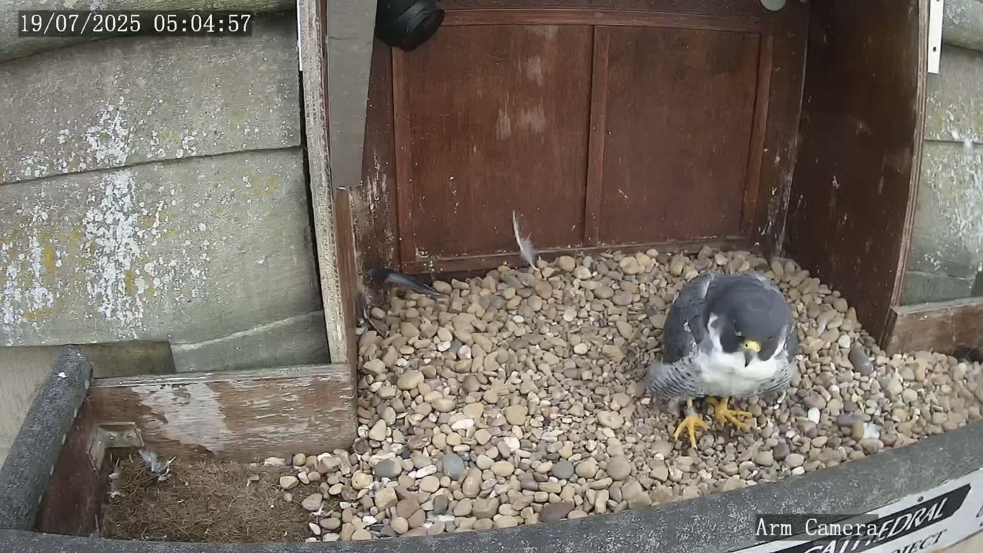 Wakefield Cathedral & Peregrine Life Project Live Cam - Wakefield, West Yorkshire, Yorkshire and the Humber, England, United Kingdom