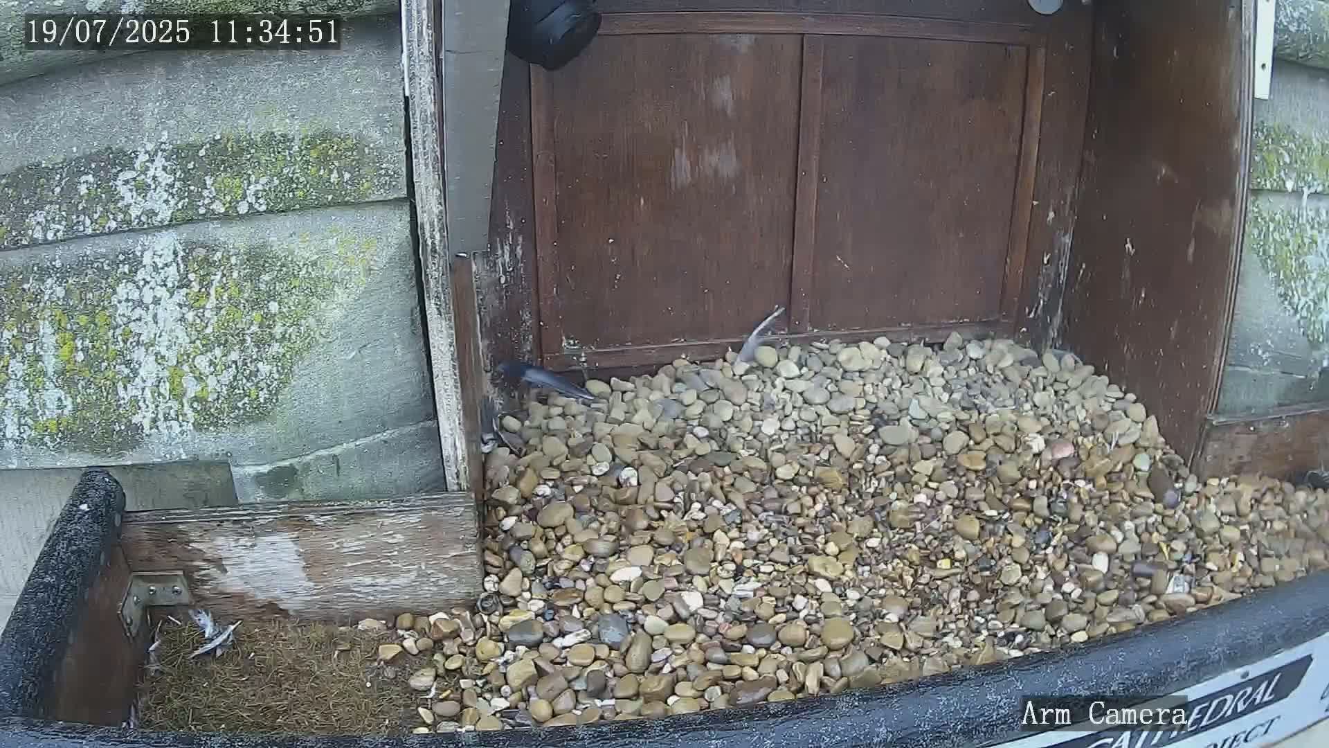 Wakefield Cathedral & Peregrine Life Project Live Cam - Wakefield, West Yorkshire, Yorkshire and the Humber, England, United Kingdom