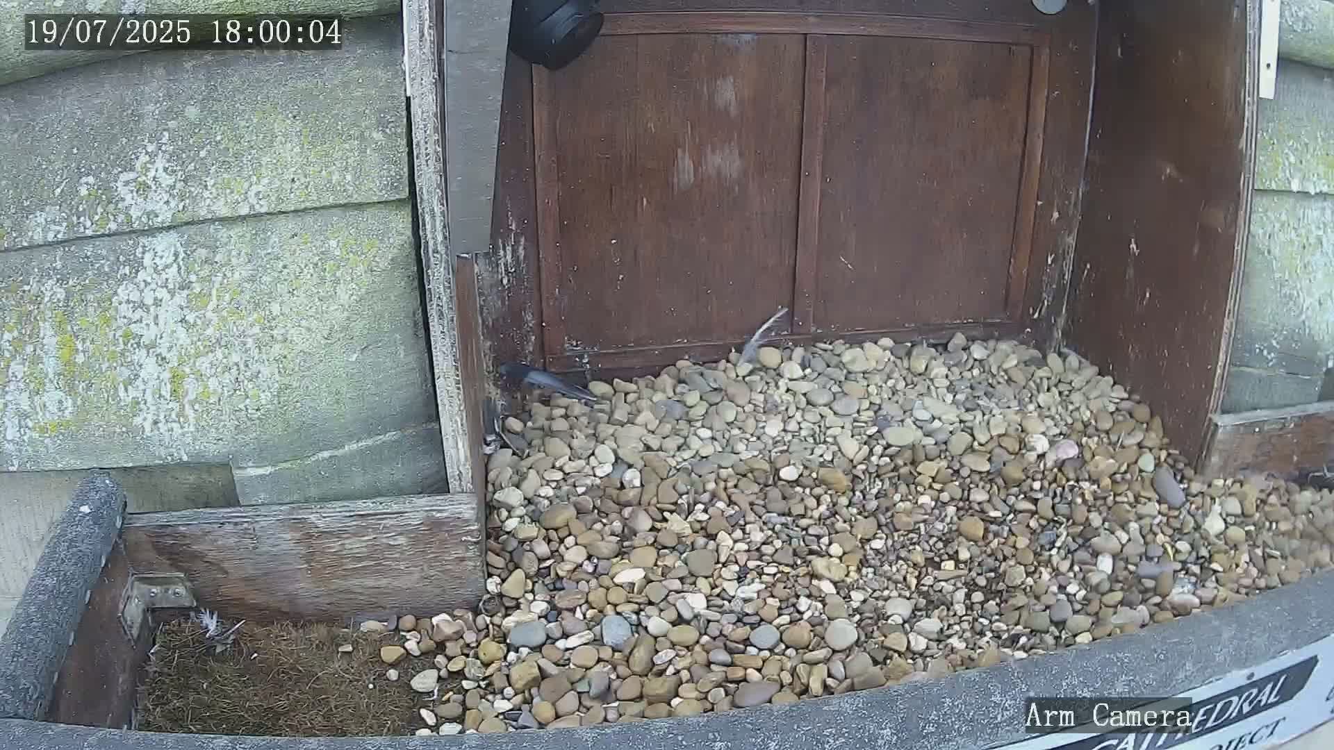Wakefield Cathedral & Peregrine Life Project Live Cam - Wakefield, West Yorkshire, Yorkshire and the Humber, England, United Kingdom