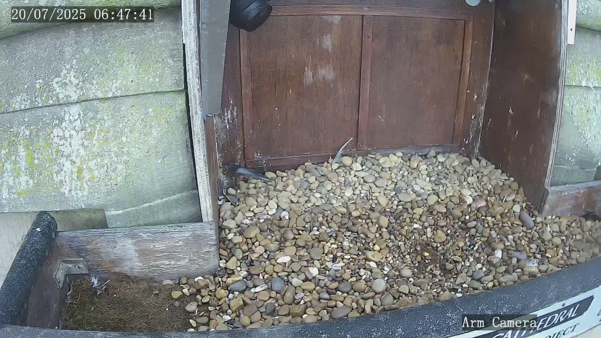 Wakefield Cathedral & Peregrine Life Project Live Cam - Wakefield, West Yorkshire, Yorkshire and the Humber, England, United Kingdom