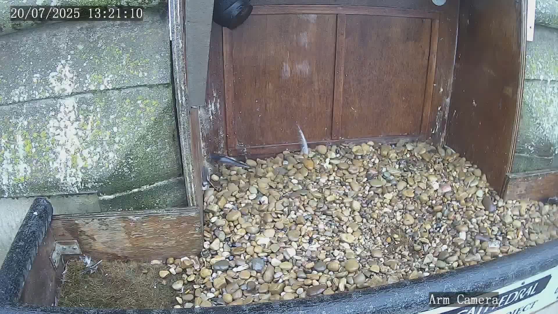 Wakefield Cathedral & Peregrine Life Project Live Cam - Wakefield, West Yorkshire, Yorkshire and the Humber, England, United Kingdom