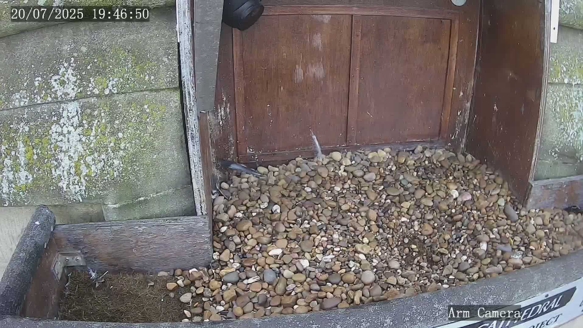 Wakefield Cathedral & Peregrine Life Project Live Cam - Wakefield, West Yorkshire, Yorkshire and the Humber, England, United Kingdom