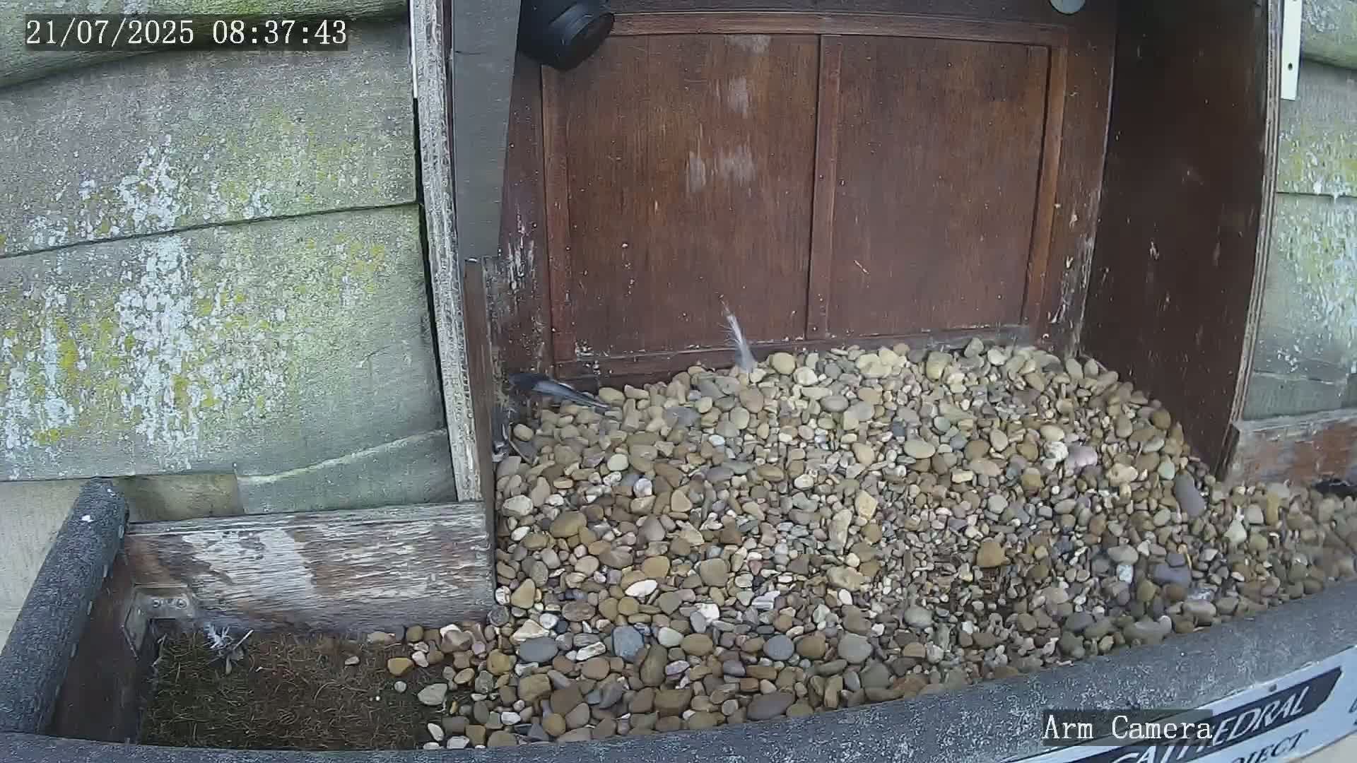 A small bird is near a pile of pebbles at the base of a weathered wooden structure outdoors.