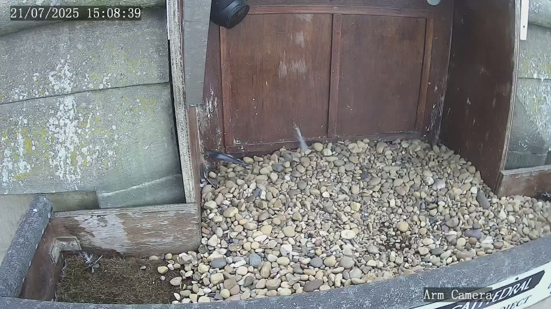 Wakefield Cathedral & Peregrine Life Project Live Cam - Wakefield, West Yorkshire, Yorkshire and the Humber, England, United Kingdom