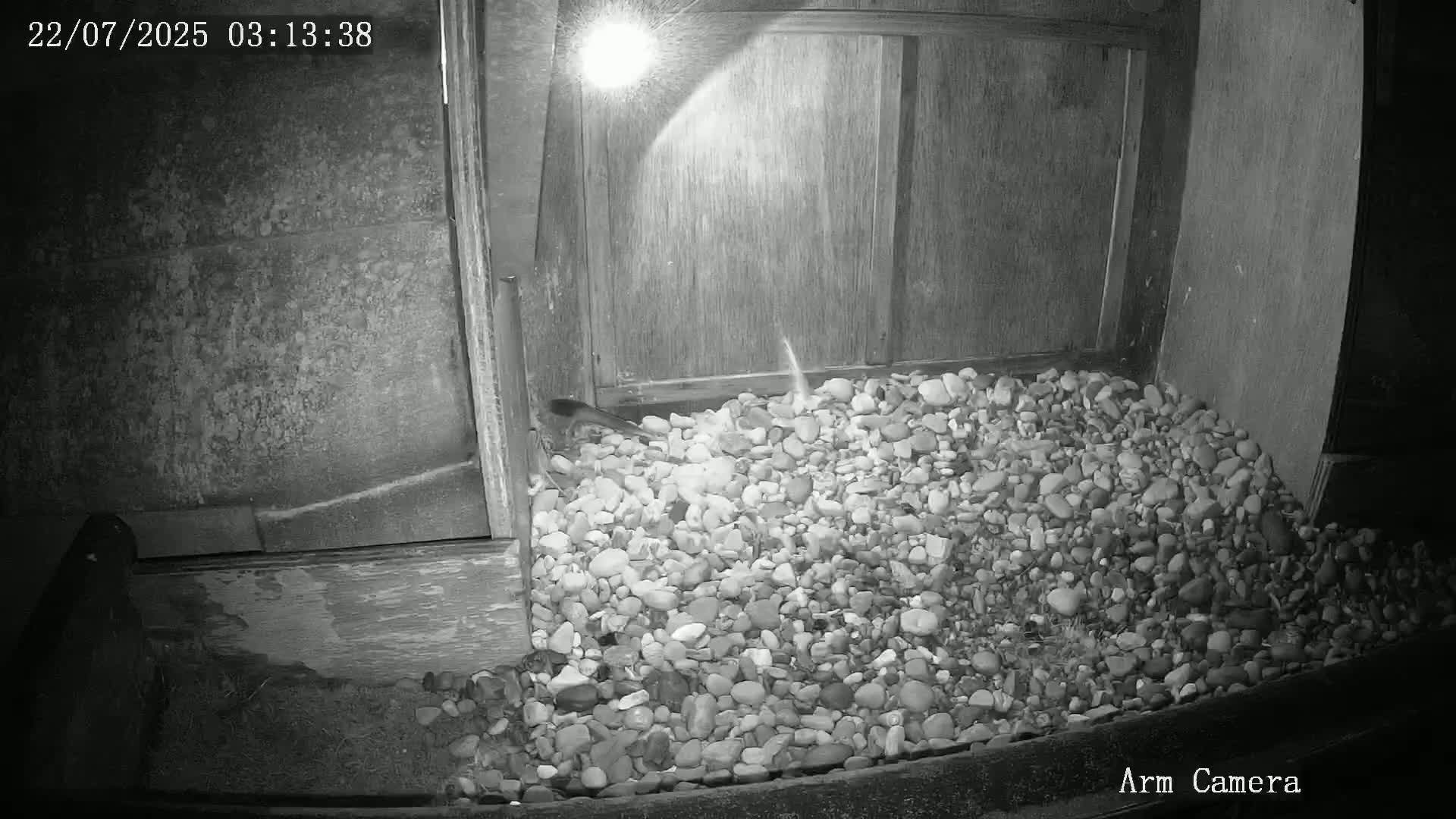 Wakefield Cathedral & Peregrine Life Project Live Cam - Wakefield, West Yorkshire, Yorkshire and the Humber, England, United Kingdom