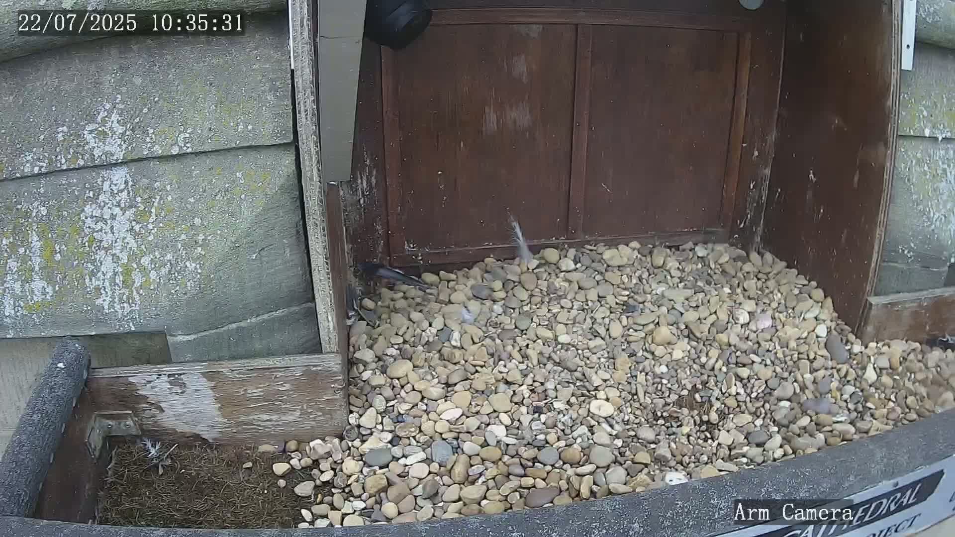 Wakefield Cathedral & Peregrine Life Project Live Cam - Wakefield, West Yorkshire, Yorkshire and the Humber, England, United Kingdom