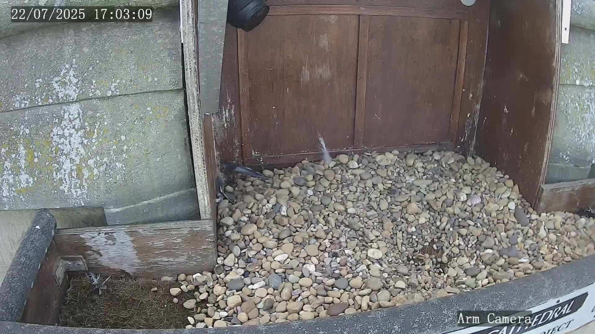 Wakefield Cathedral & Peregrine Life Project Live Cam - Wakefield, West Yorkshire, Yorkshire and the Humber, England, United Kingdom