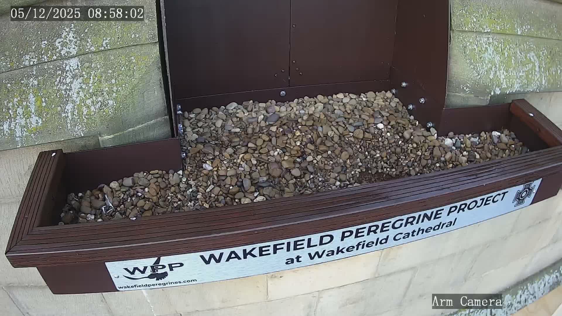 An outdoor view shows a brown, slatted nest box or ledge filled with pebbles, mounted against a dark panel and a moss-covered stone wall, under bright daylight conditions.