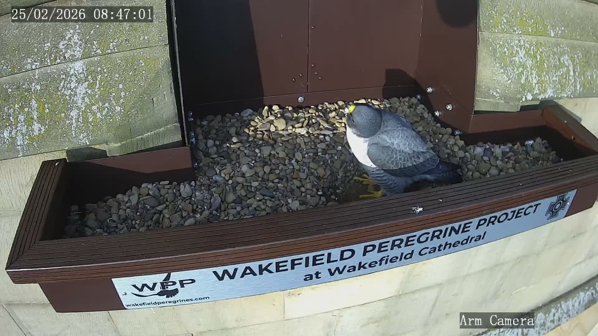 Wakefield Cathedral & Peregrine Life Project Live Cam - Wakefield, West Yorkshire, Yorkshire and the Humber, England, United Kingdom