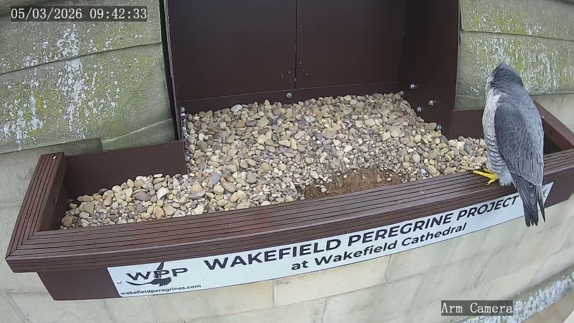 Wakefield Cathedral & Peregrine Life Project Live Cam - Wakefield, West Yorkshire, Yorkshire and the Humber, England, United Kingdom