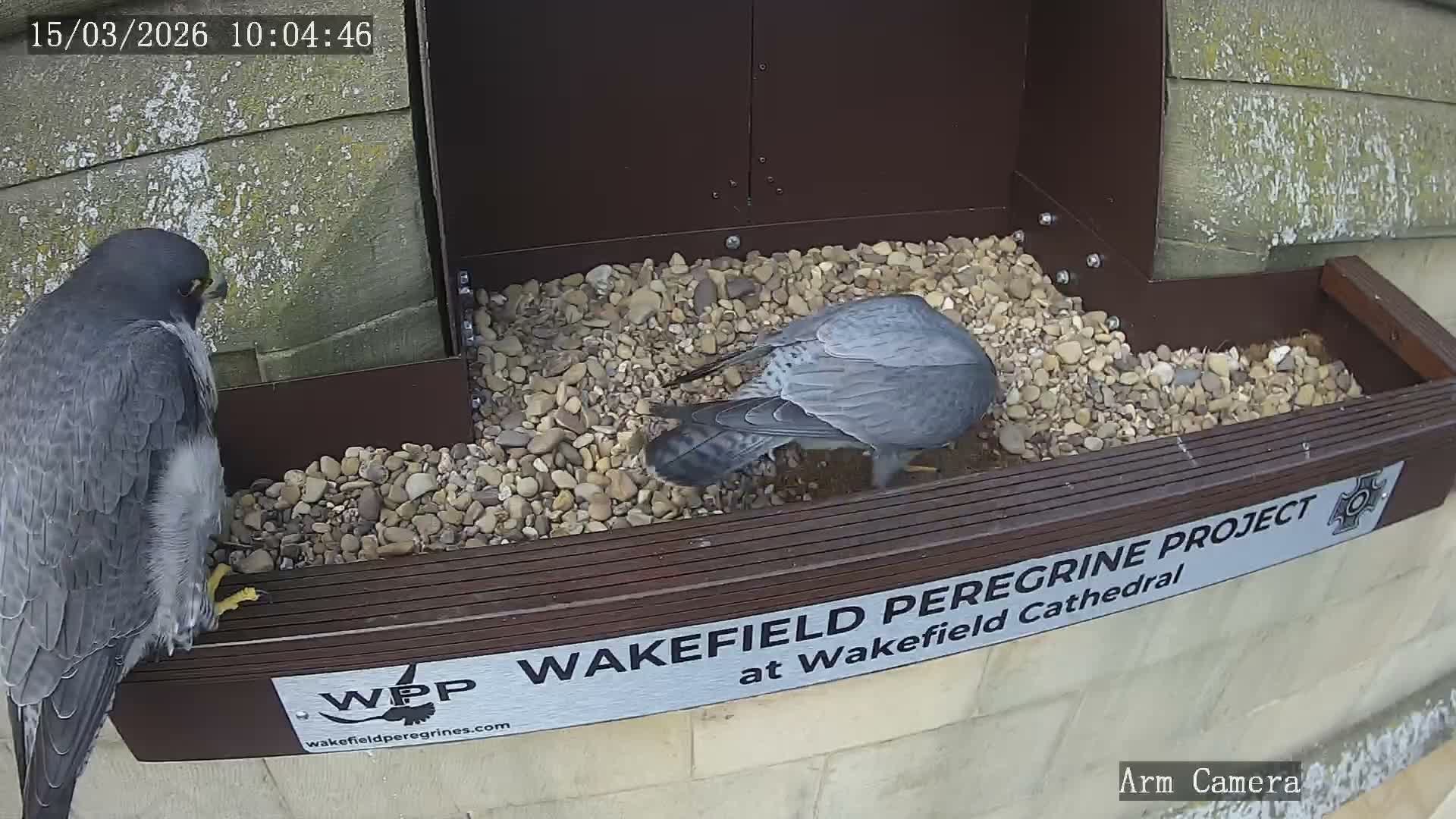 Wakefield Cathedral & Peregrine Life Project Live Cam - Wakefield, West Yorkshire, Yorkshire and the Humber, England, United Kingdom