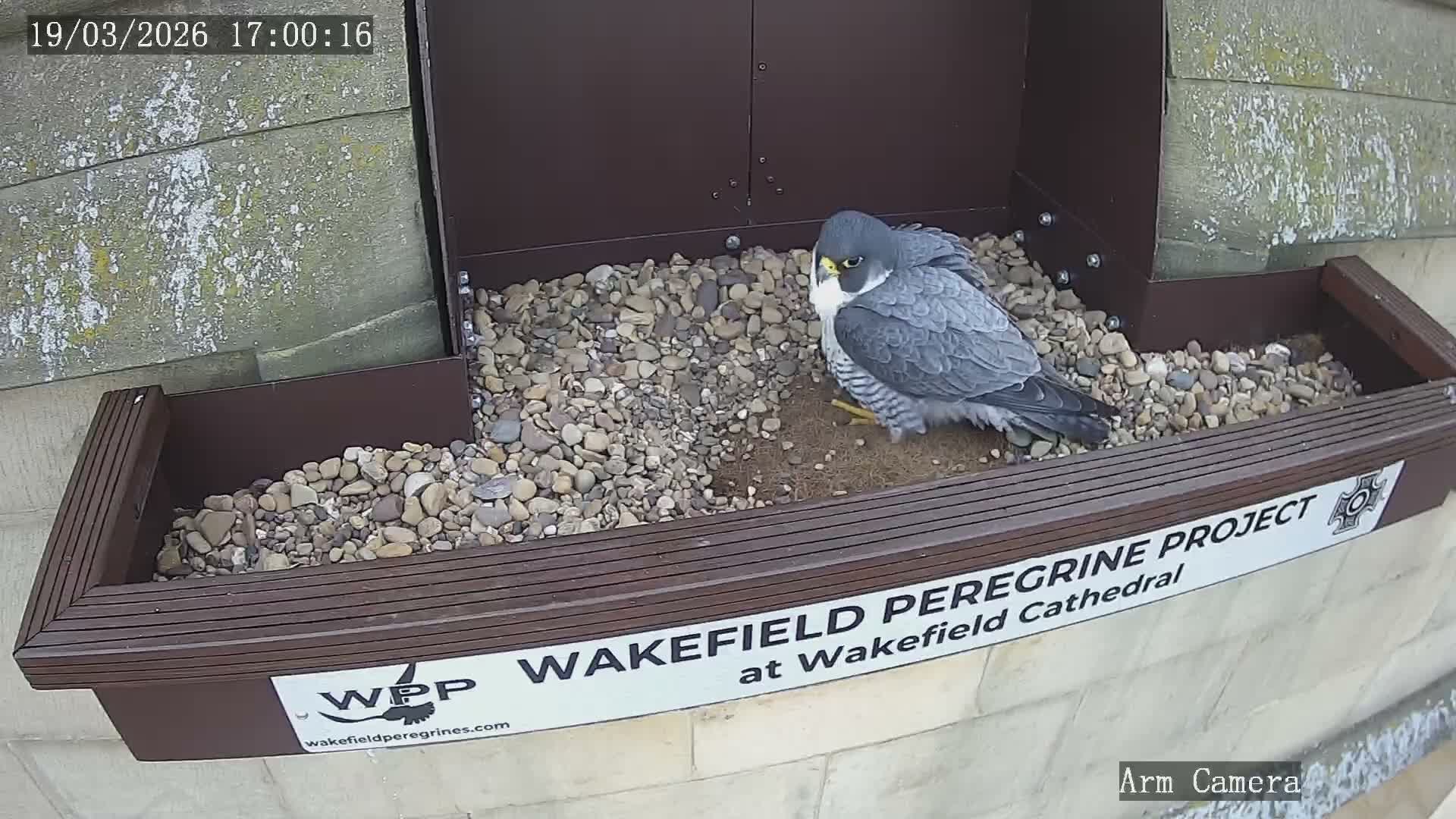 Wakefield Cathedral & Peregrine Life Project Live Cam - Wakefield, West Yorkshire, Yorkshire and the Humber, England, United Kingdom
