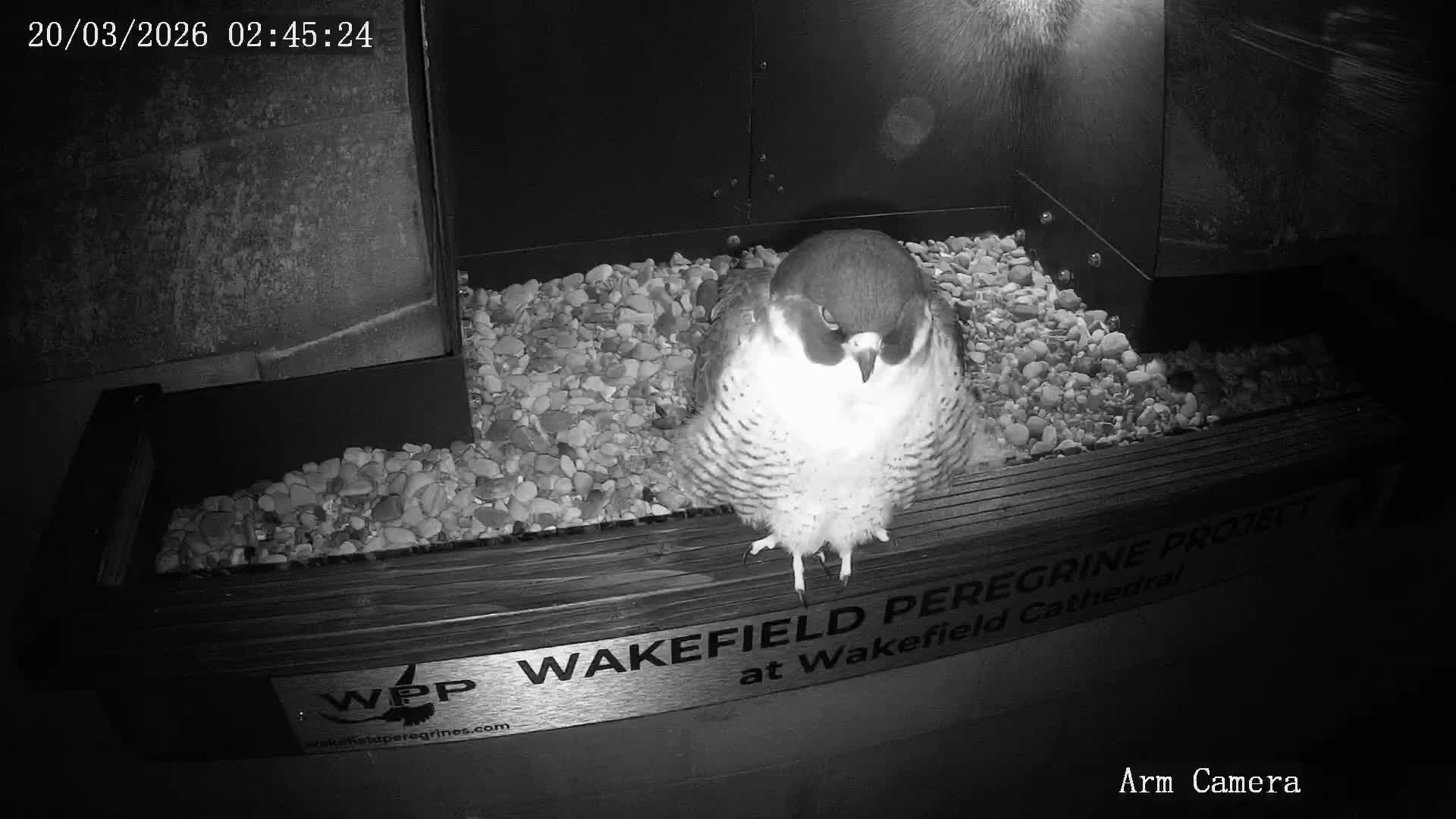 Wakefield Cathedral & Peregrine Life Project Live Cam - Wakefield, West Yorkshire, Yorkshire and the Humber, England, United Kingdom