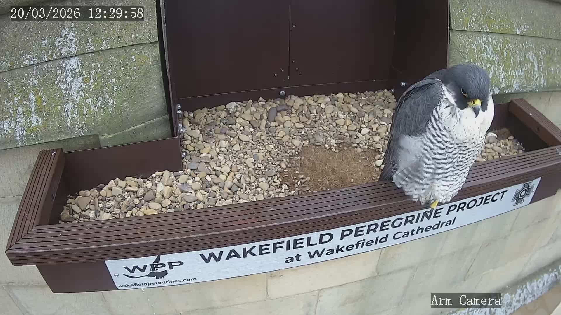 Wakefield Cathedral & Peregrine Life Project Live Cam - Wakefield, West Yorkshire, Yorkshire and the Humber, England, United Kingdom