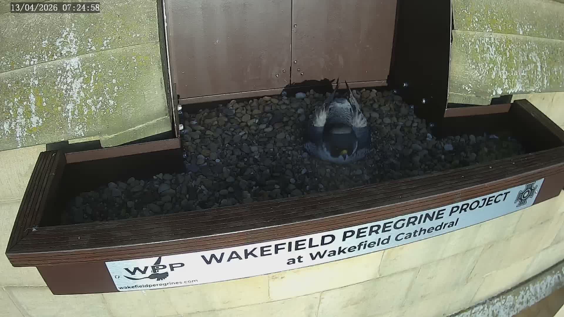 Wakefield Cathedral & Peregrine Life Project Live Cam - Wakefield, West Yorkshire, Yorkshire and the Humber, England, United Kingdom
