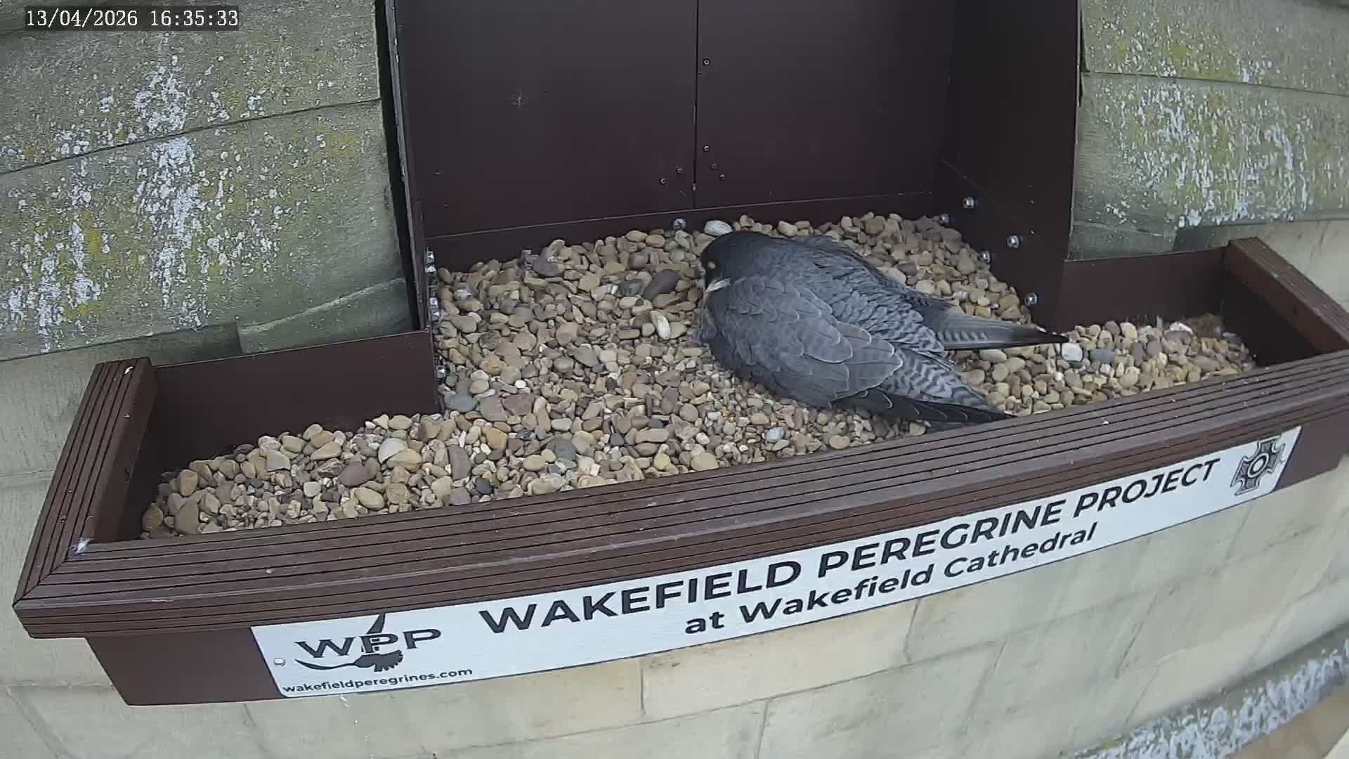 An outdoor view shows a brown, slatted nest box or ledge filled with pebbles, mounted against a dark panel and a moss-covered stone wall, under bright daylight conditions.