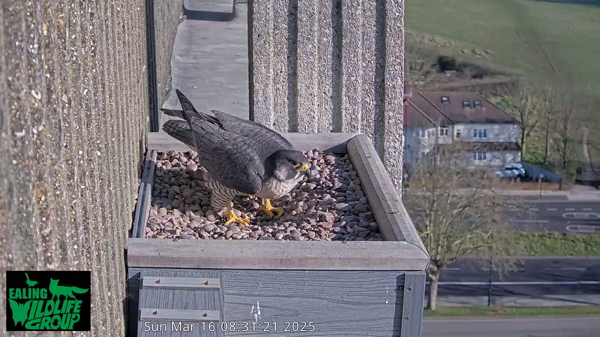 A peregrine falcon stands in a gray nesting box filled with small rocks on a building's exterior, overlooking a sunny street and distant houses.
