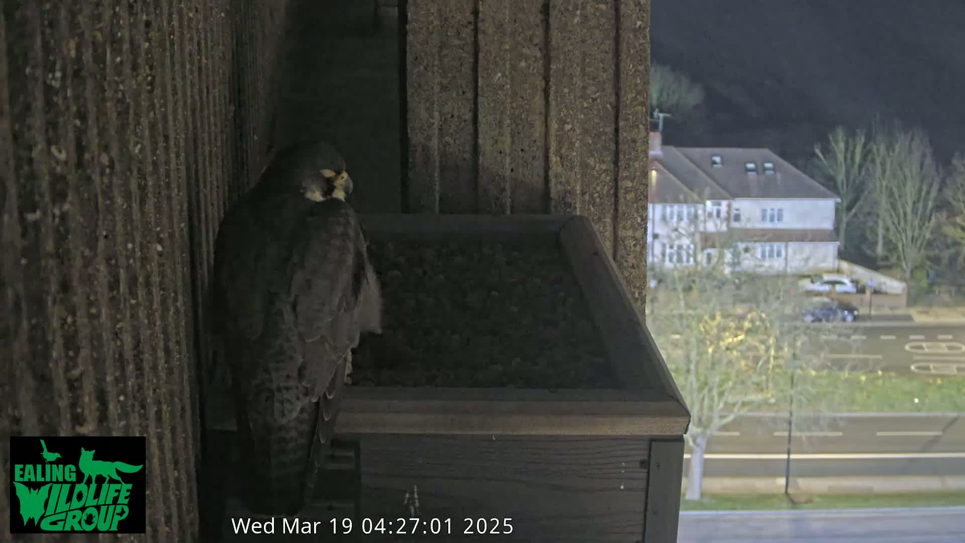 A peregrine falcon perches on the edge of a box filled with gravel on a nighttime balcony overlooking a rain-slicked street and houses.