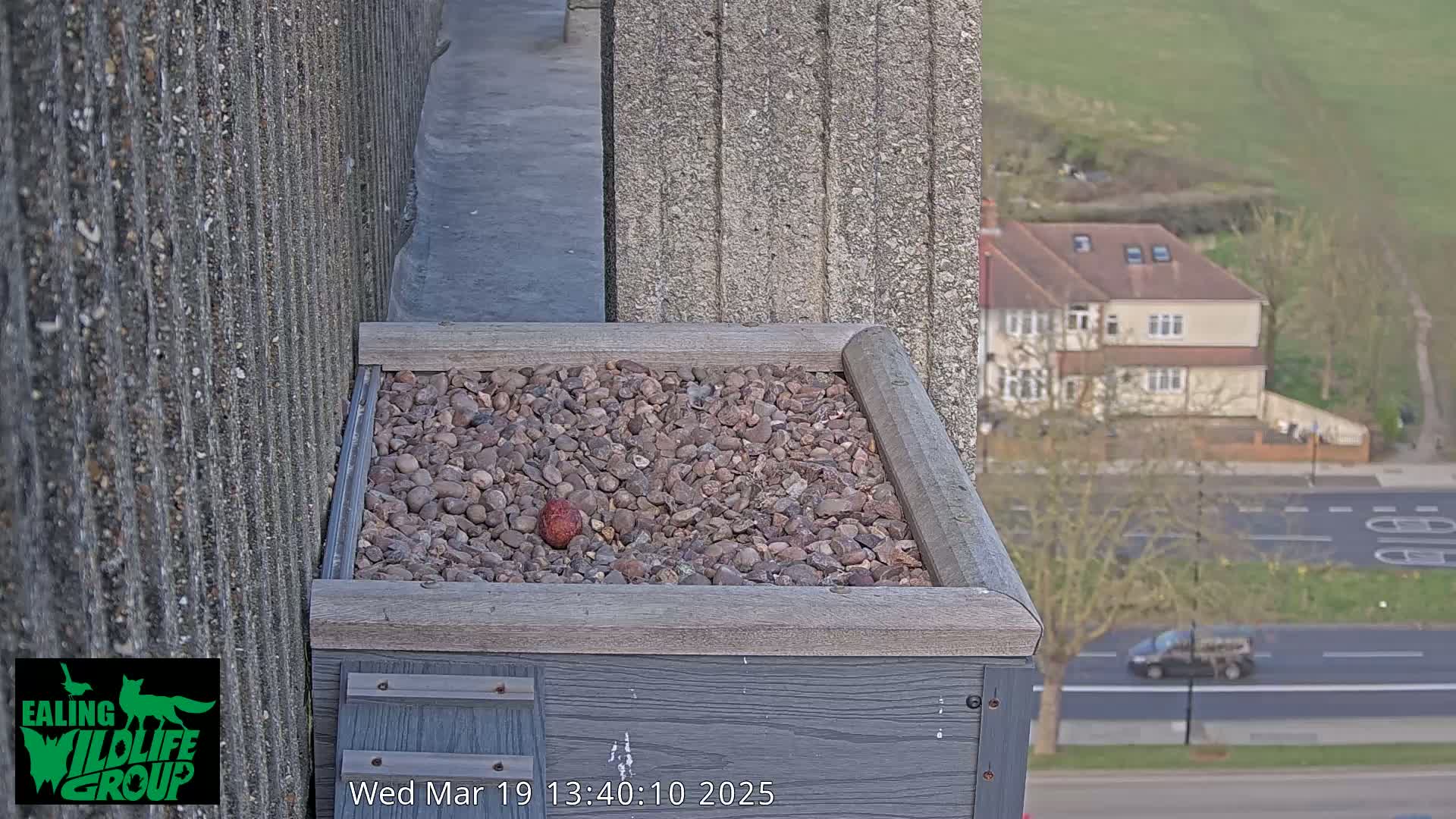 A small, dark-colored object rests in a bed of pebbles within a gray wooden box mounted on a building overlooking a street with cars and houses in the background on a clear day.