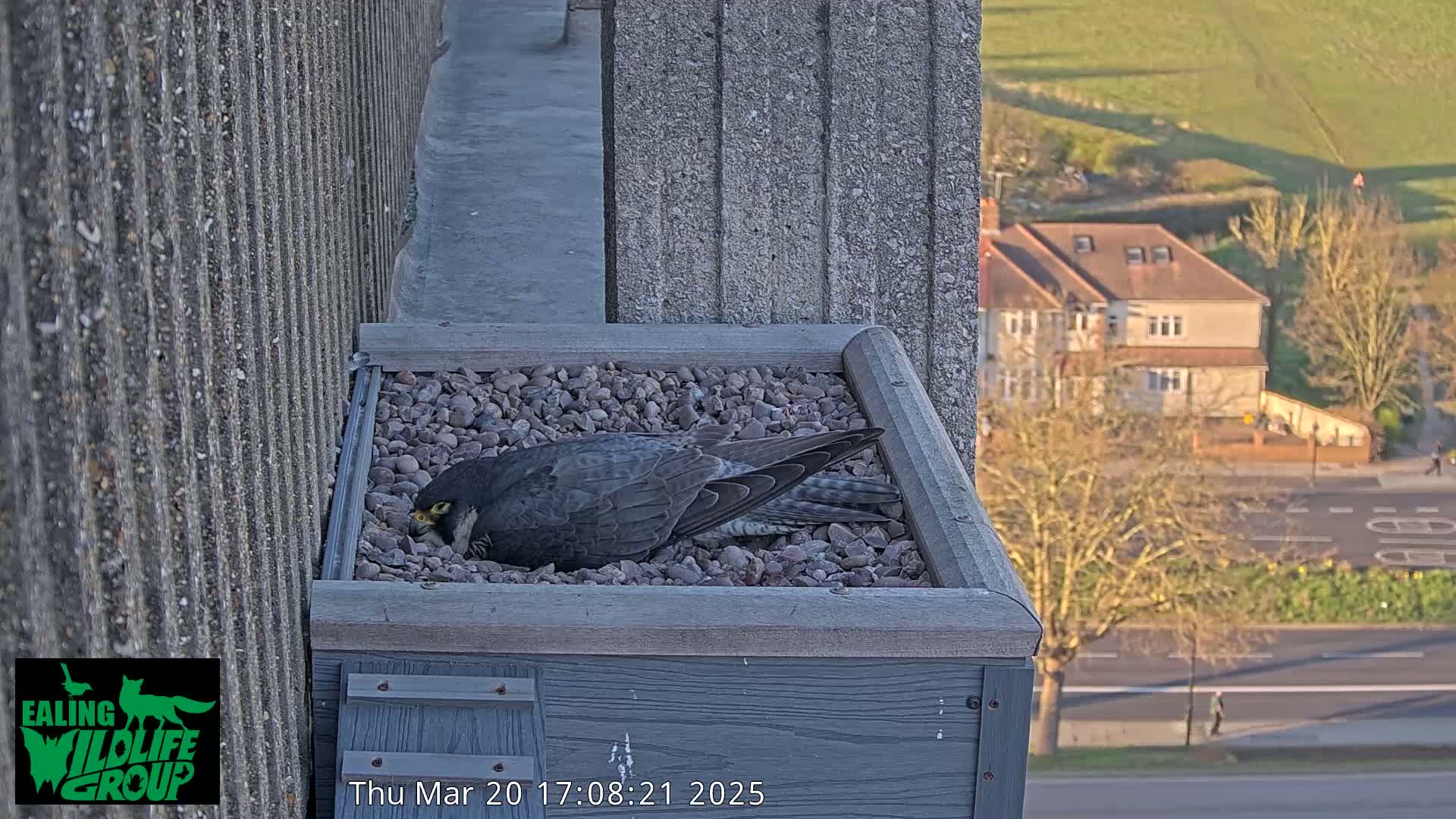 A dark-colored bird sits nestled in a gray box filled with small stones on a building overlooking a street and houses under a partly sunny sky.