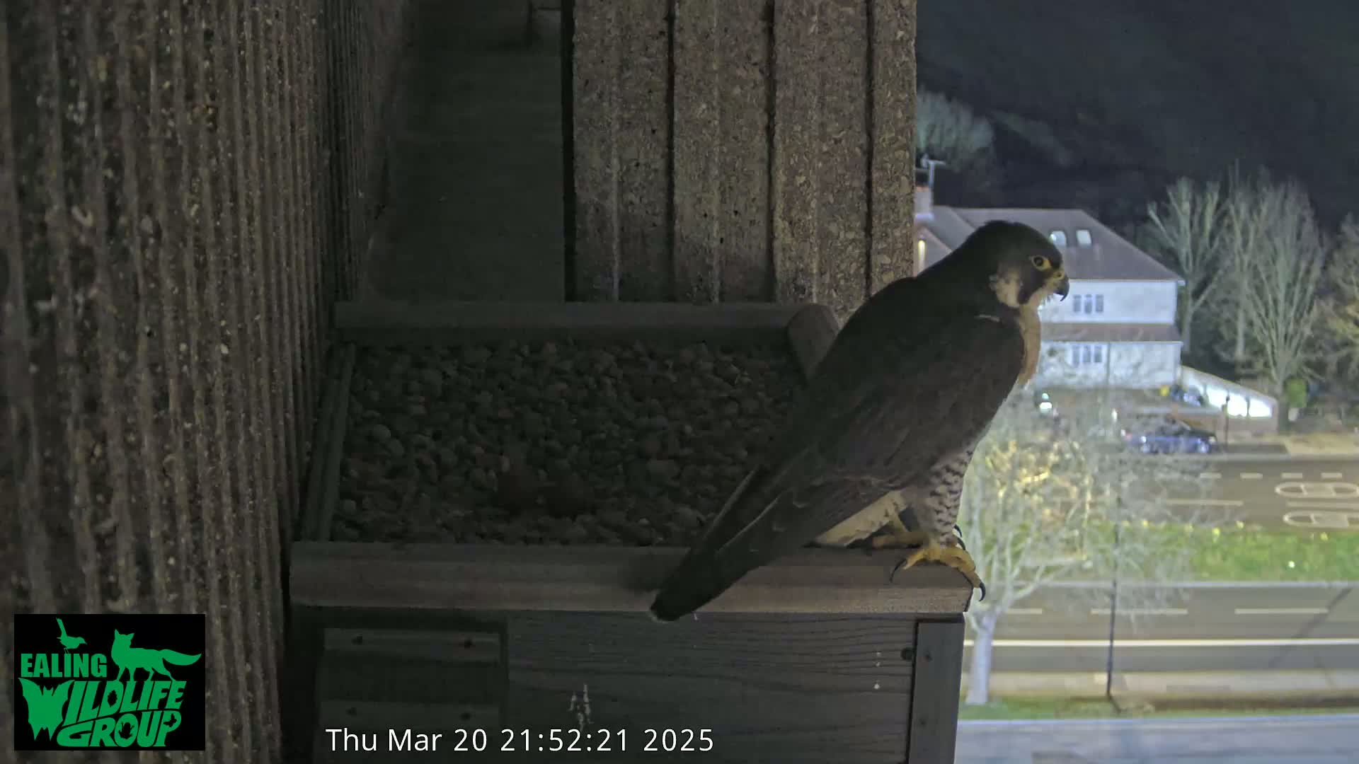 A peregrine falcon perches on a ledge at night, overlooking a city street illuminated by streetlights.