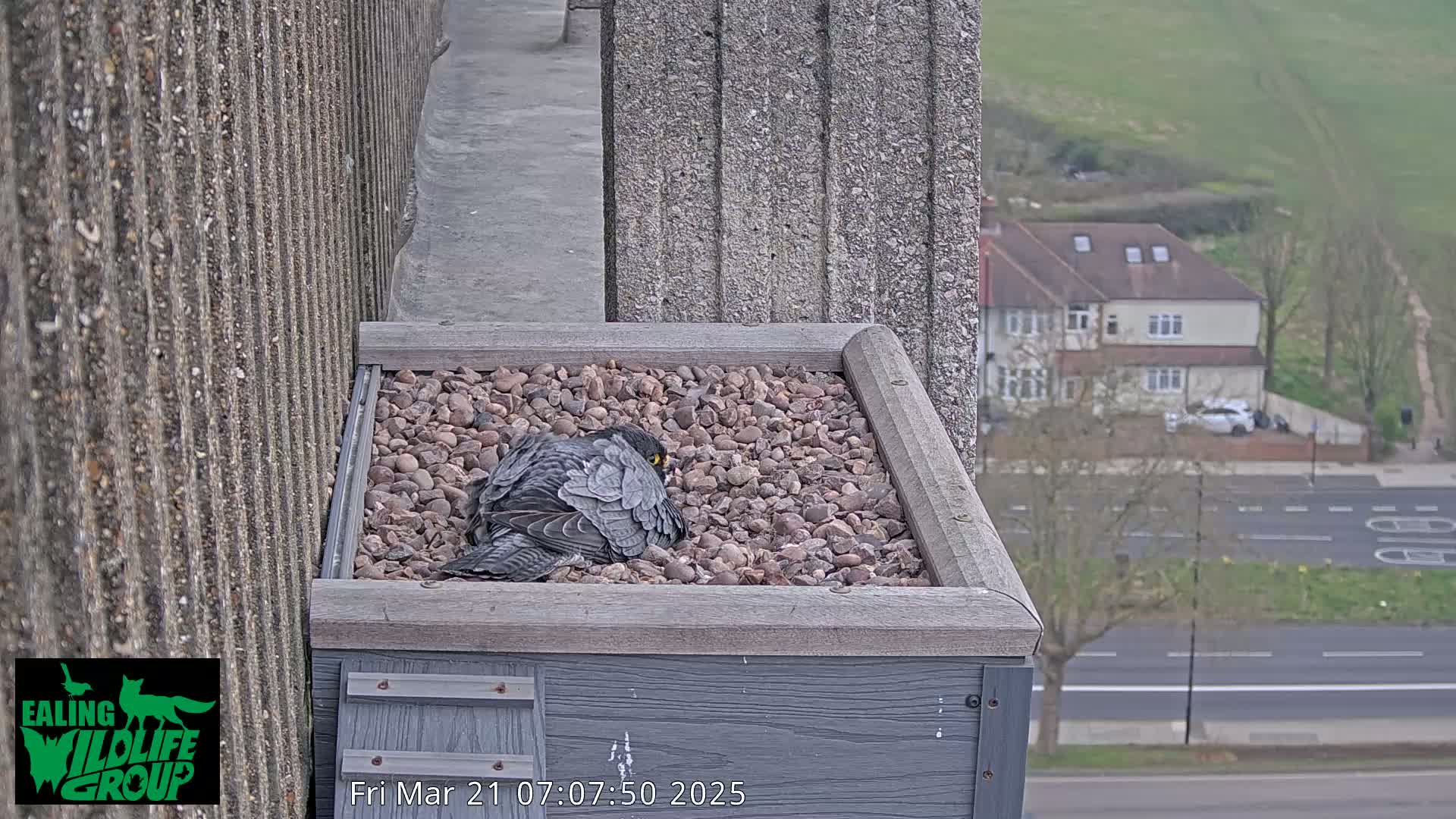 A dark gray bird rests in a bed of small stones atop a gray box on a building overlooking a street and houses on an overcast day.
