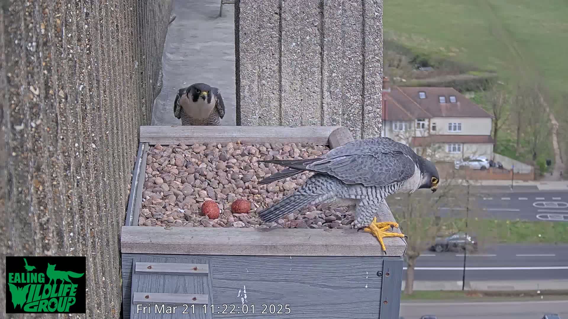 Two peregrine falcons are perched on a ledge near a nest containing several eggs, overlooking a street and suburban houses on a sunny day.