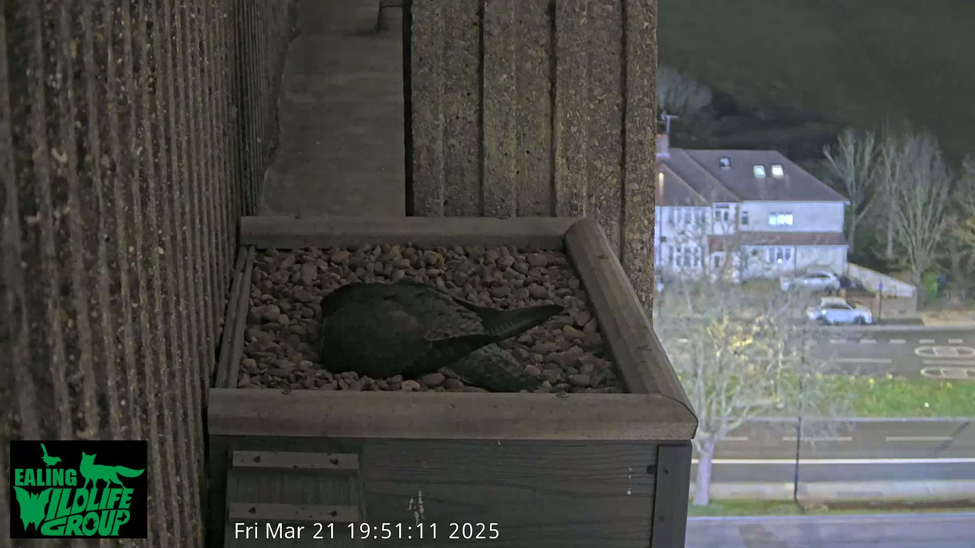 A dark-colored bird rests in a small, rectangular planter filled with gravel on a building's exterior at night.