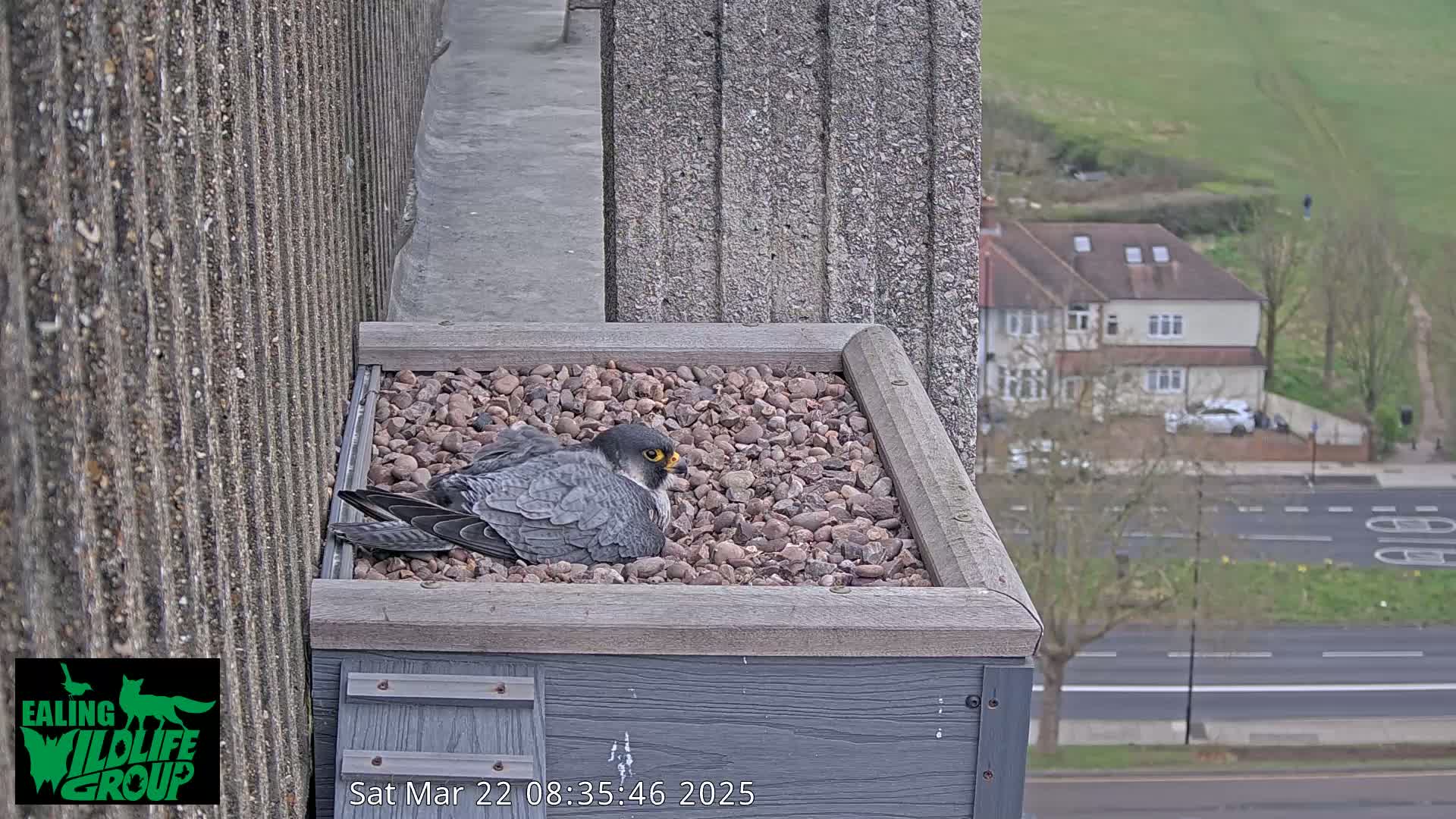 A peregrine falcon sits on a bed of gravel in a rooftop box, overlooking a street and houses on a partly cloudy day.