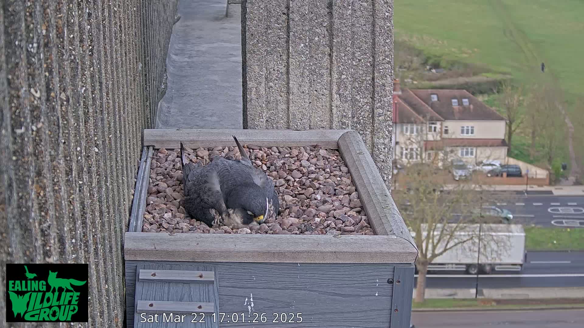 Two birds sit nestled together in a gravel-filled box on a building's edge overlooking a street and houses on a partly cloudy day.