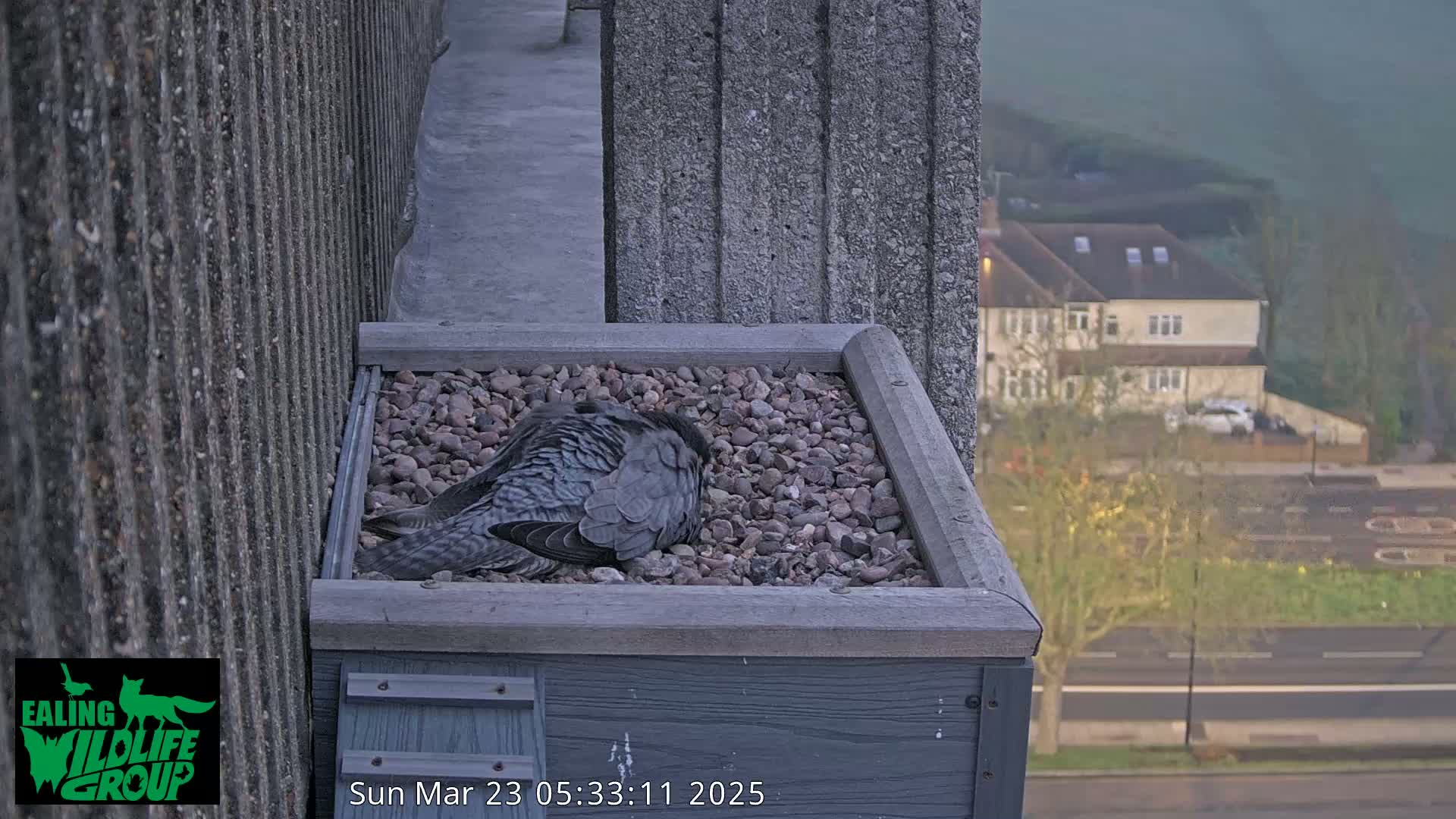 A dark-colored bird rests in a gravel-filled box on a building's edge, overlooking a hazy street scene.